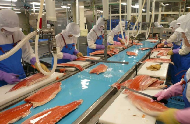 Bạc đạn 6203 KOYO dùng trong máy chế biến thực phẩm